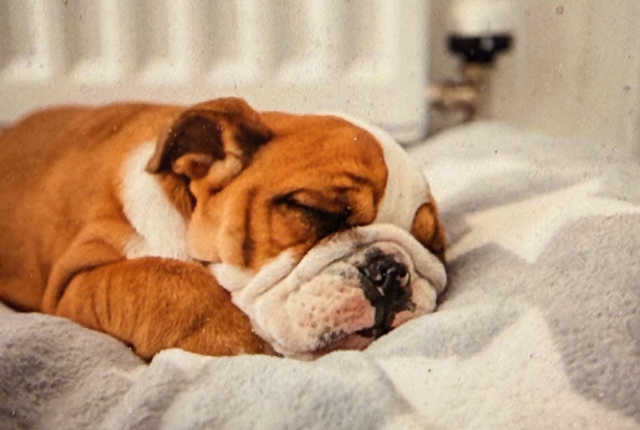 Why Free Music on Spotify Is Not the Same as Music Made for Your Dog